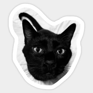 Black Cat Sticker